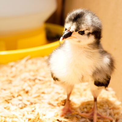 Raising Chicks: Chick Brooder Temperature and Light Requirements